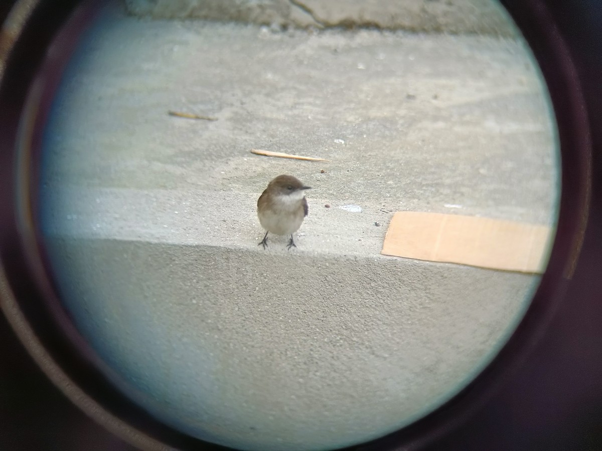 Swamp Flycatcher - ML637580420