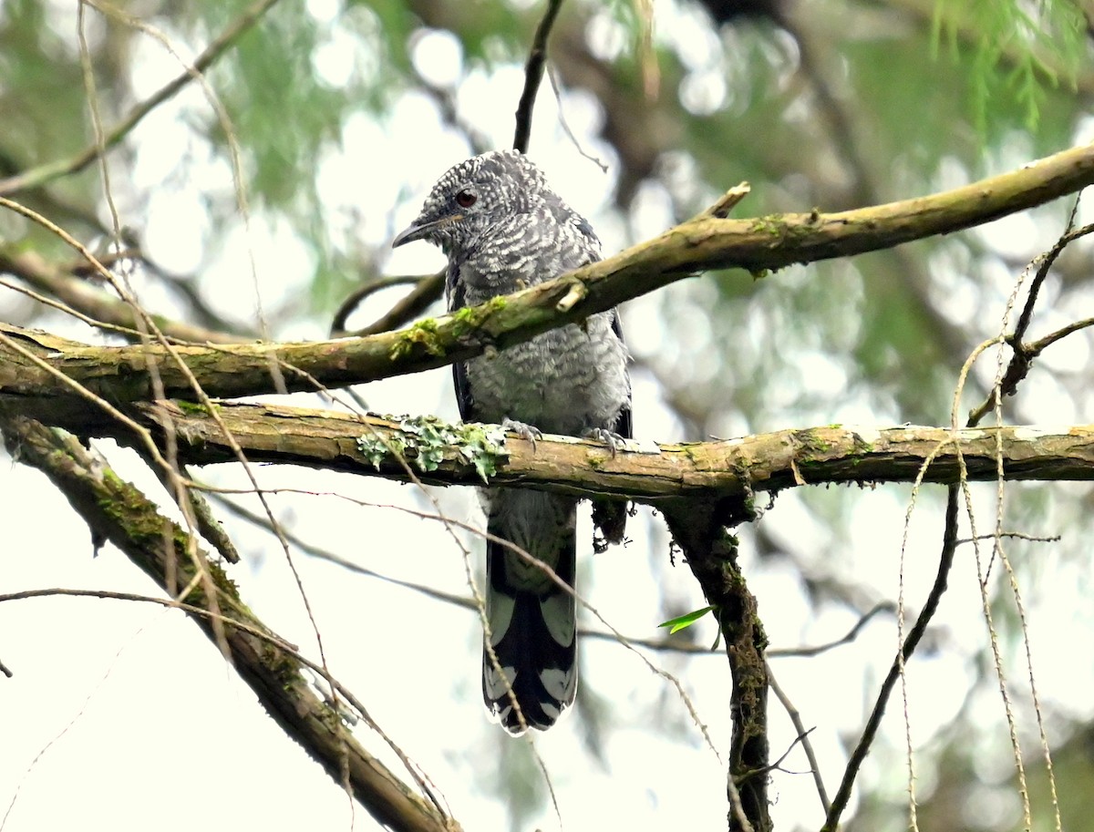 Black-winged Cuckooshrike - ML637580460