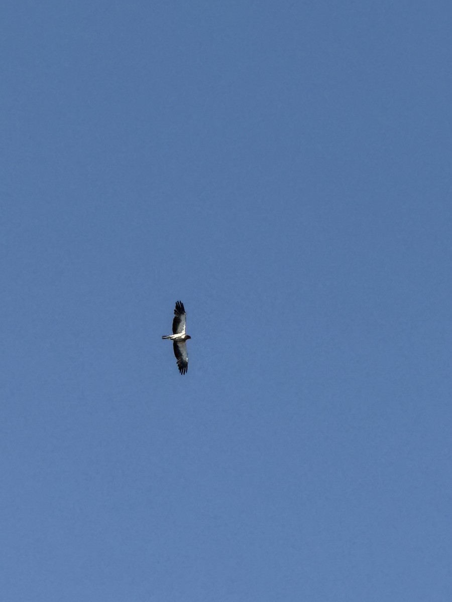 Booted Eagle - ML637580481