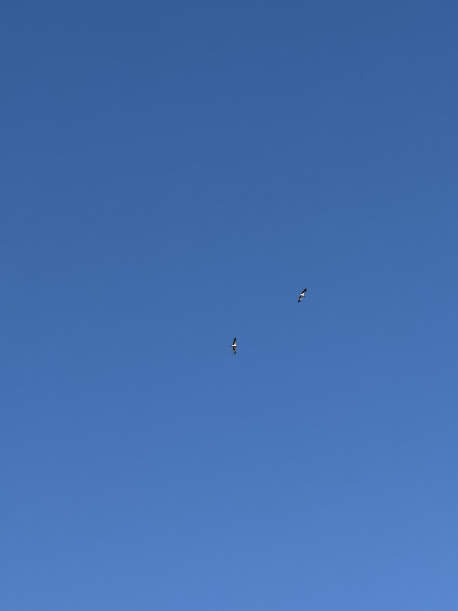 Booted Eagle - ML637580482