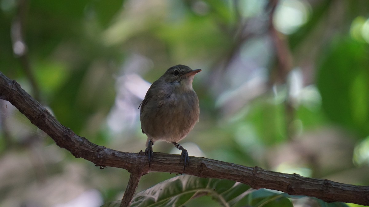 Seychelles Warbler - ML637580537