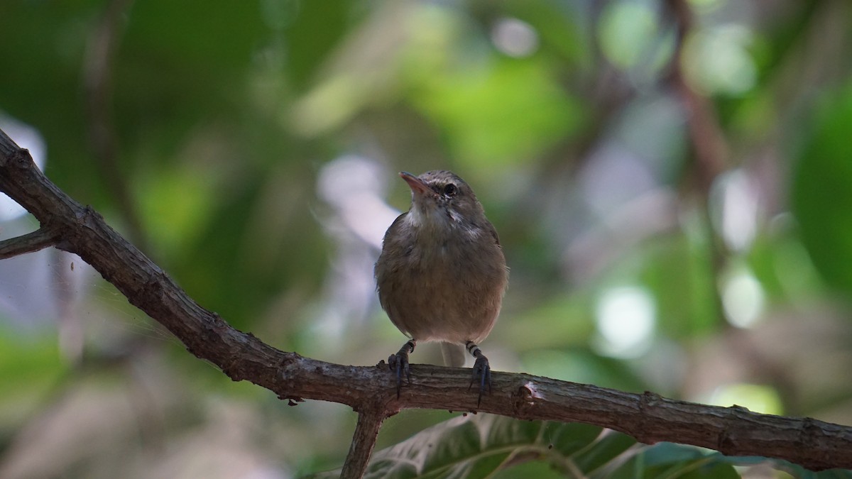 Seychelles Warbler - ML637580538