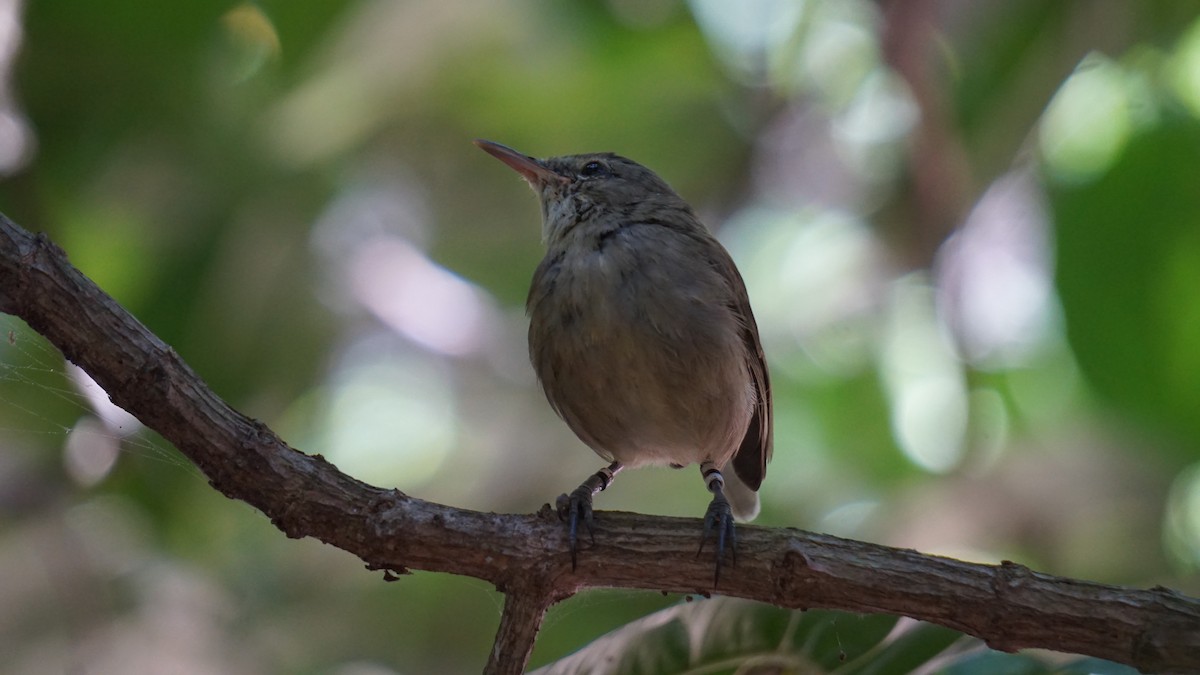 Seychelles Warbler - ML637580539