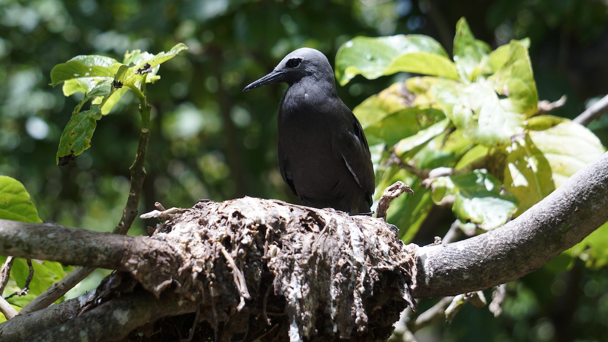 Lesser Noddy - ML637580570