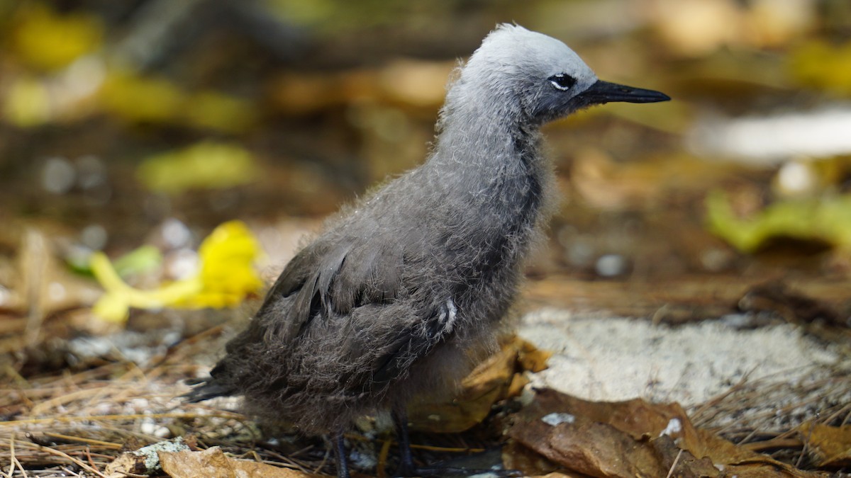 Lesser Noddy - ML637580571