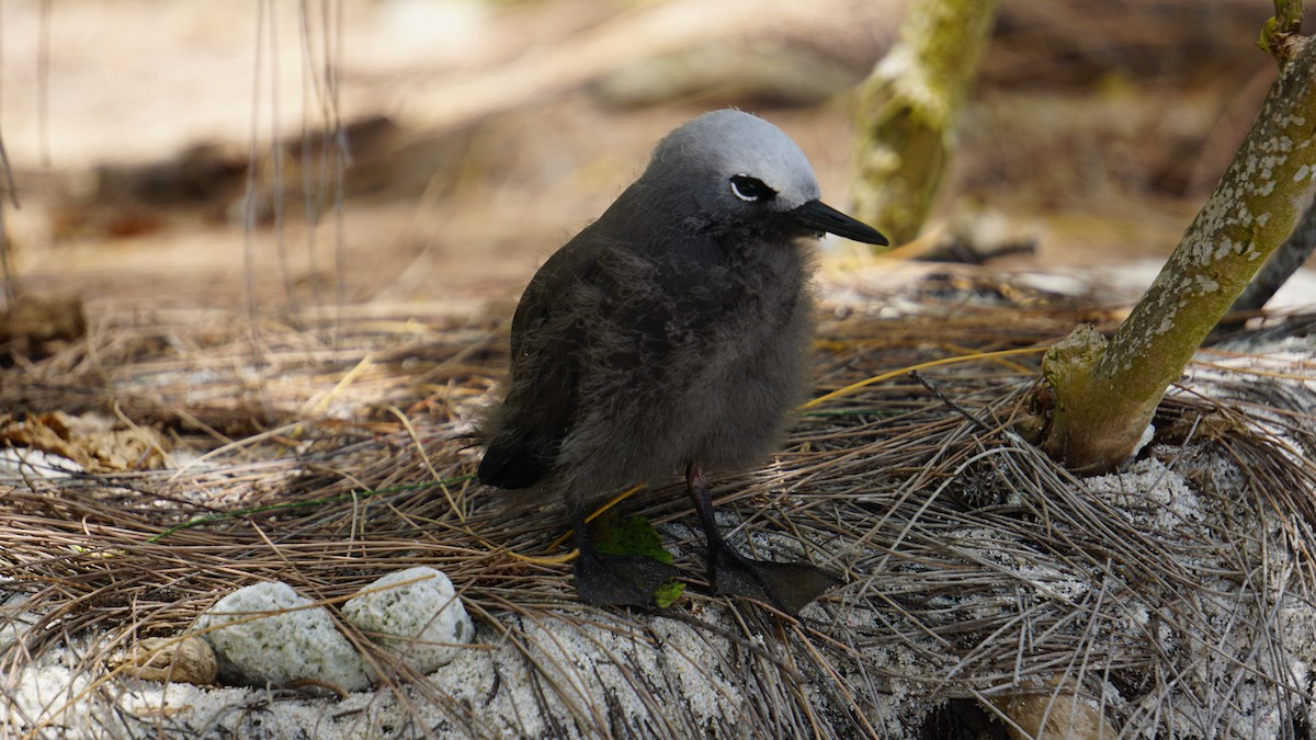Lesser Noddy - ML637580572