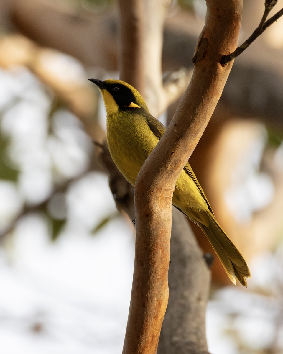 Yellow-tufted Honeyeater - ML637580607