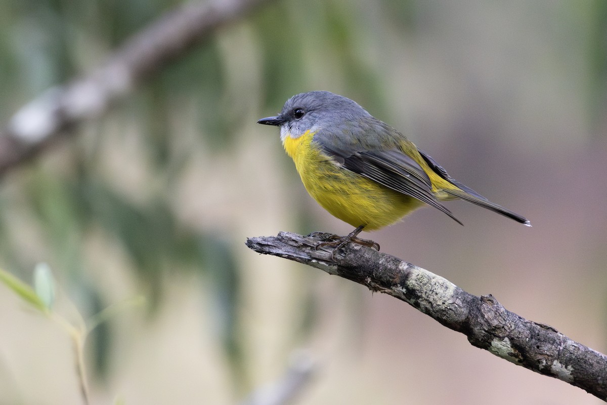 Eastern Yellow Robin - ML637580608