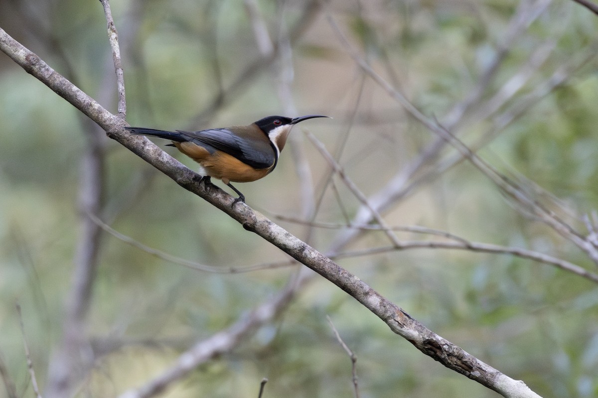 Eastern Spinebill - ML637580610