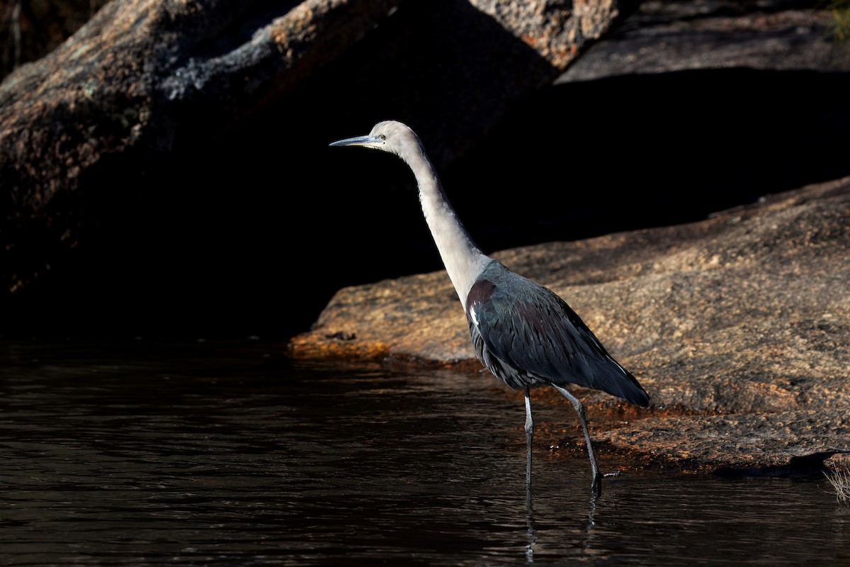 Pacific Heron - ML637580614