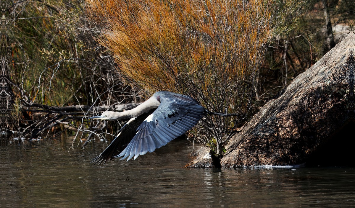 Pacific Heron - ML637580616