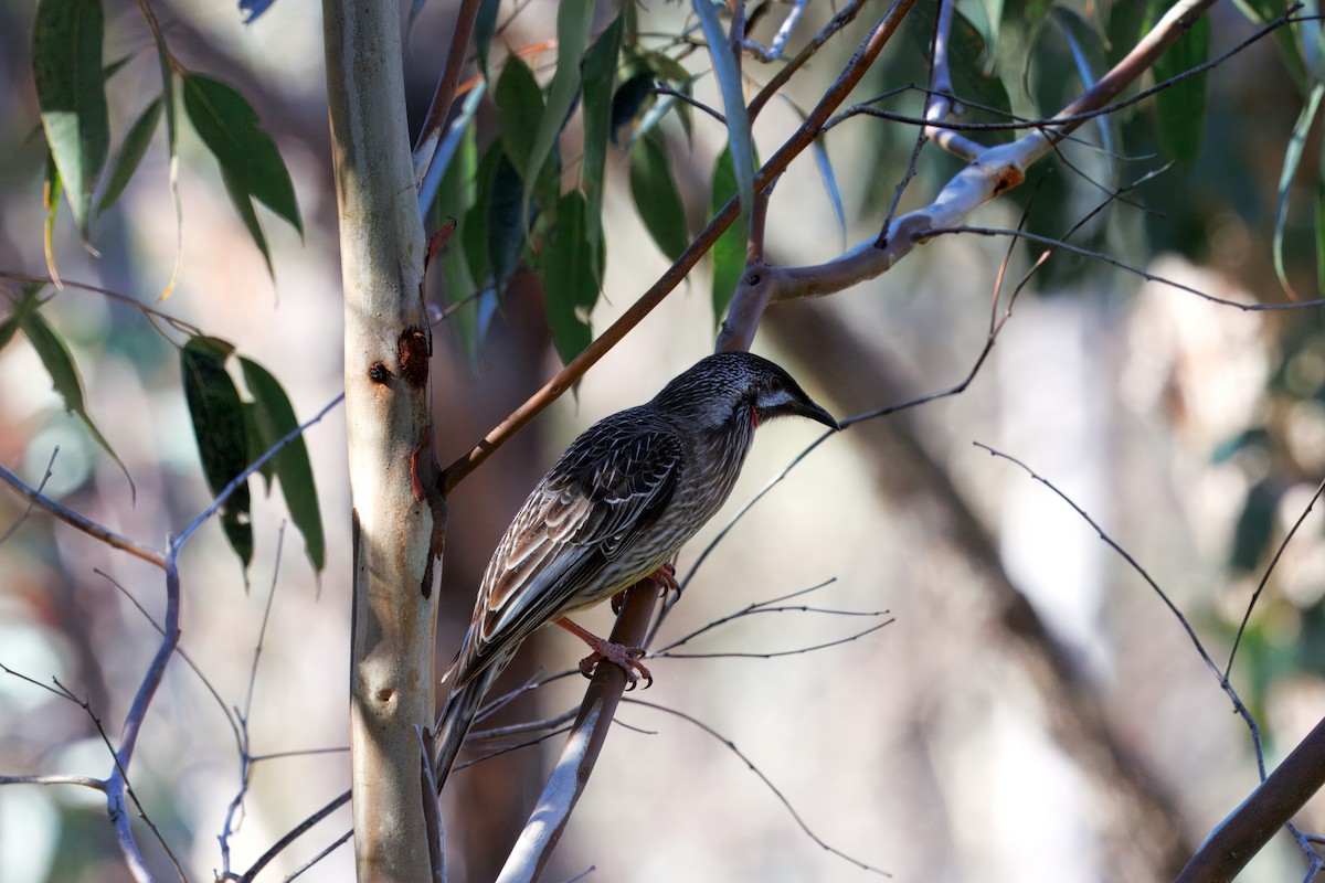 Red Wattlebird - ML637580620