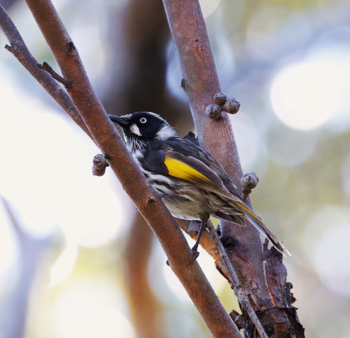 New Holland Honeyeater - ML637580623