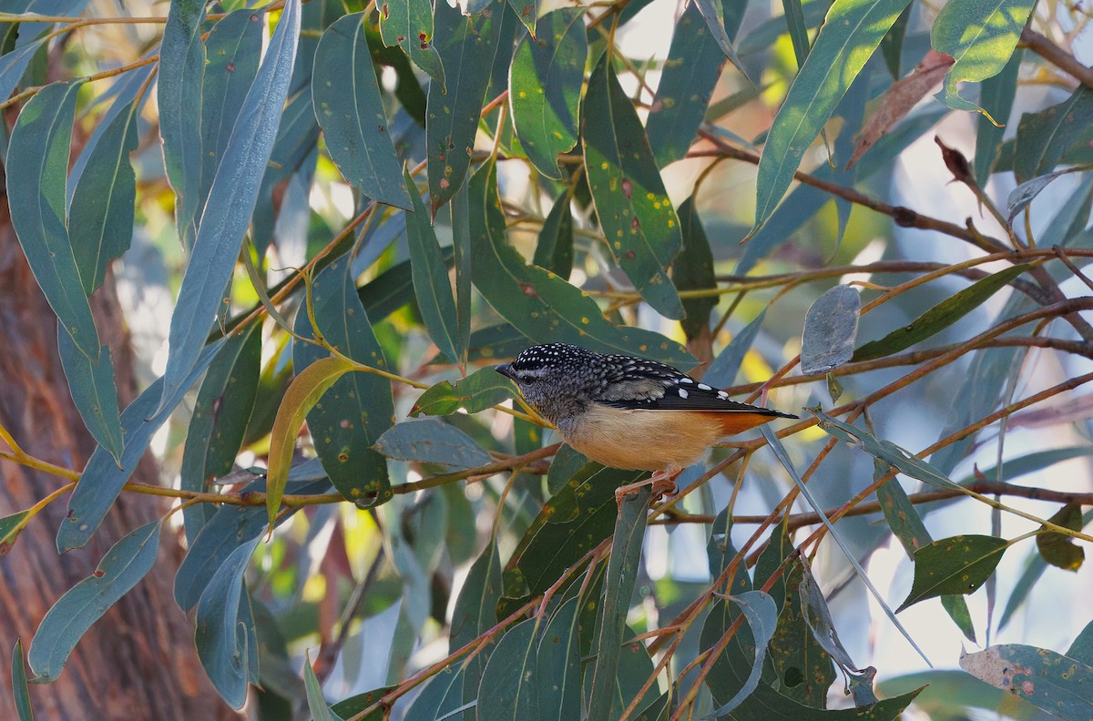 Spotted Pardalote - ML637580626