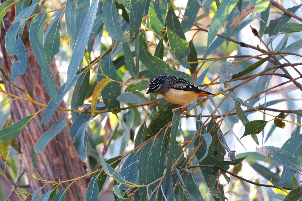Spotted Pardalote - ML637580627