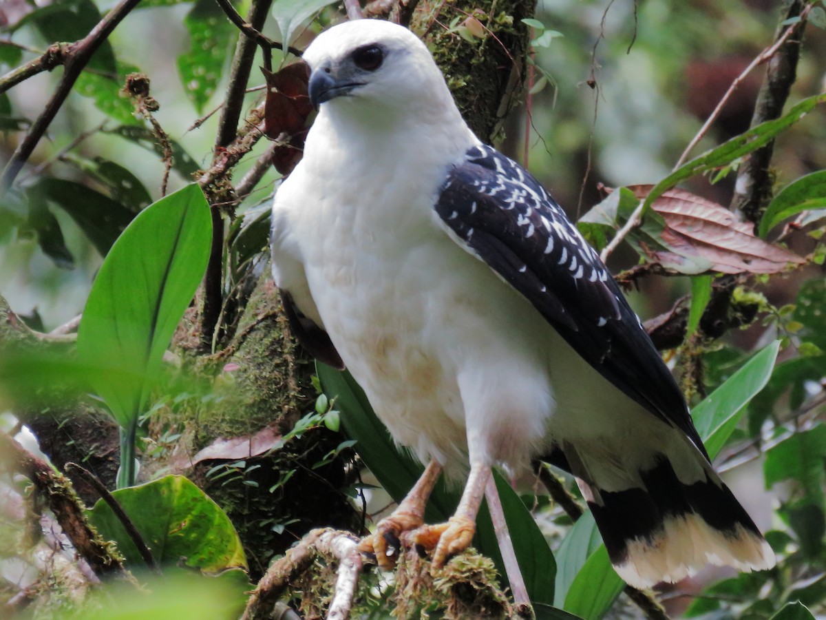 White Hawk - ML637580665