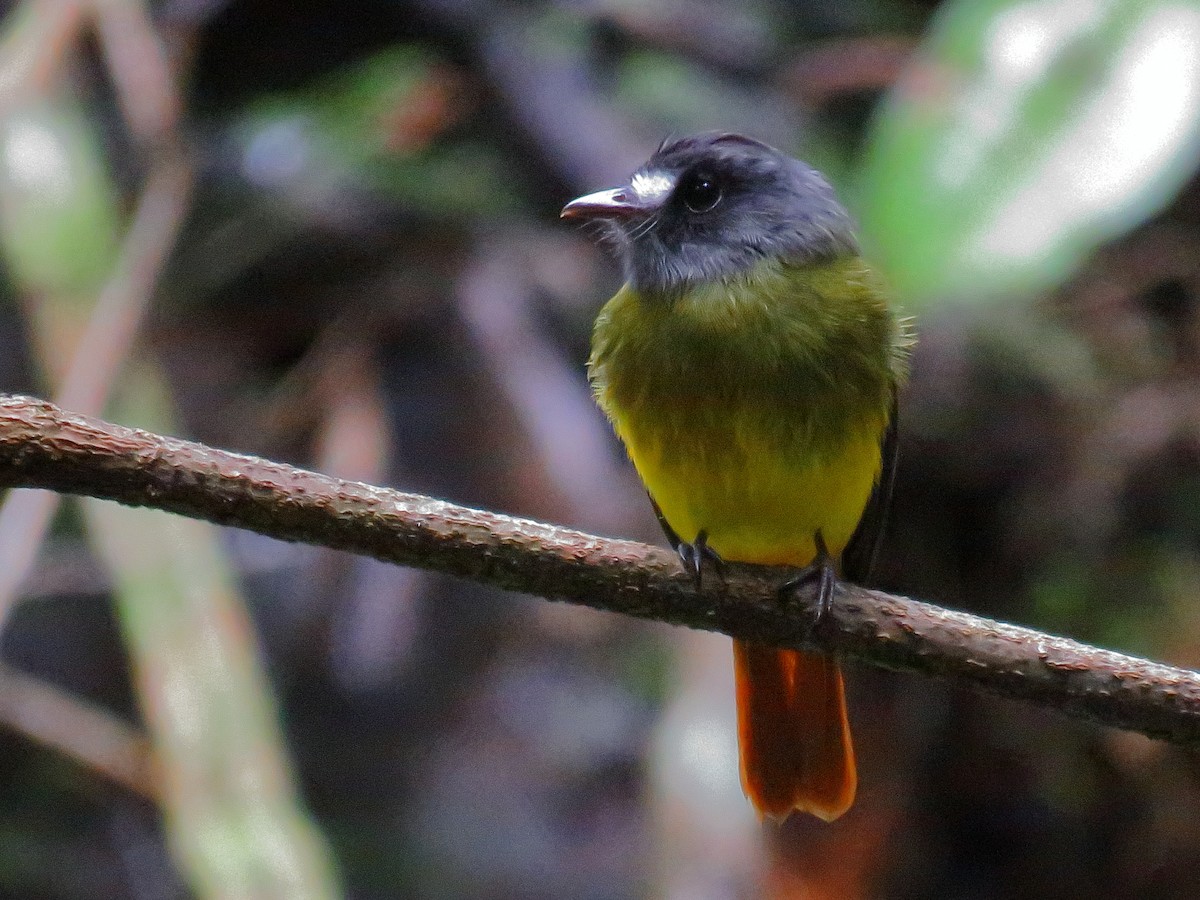 Ornate Flycatcher - ML637580672