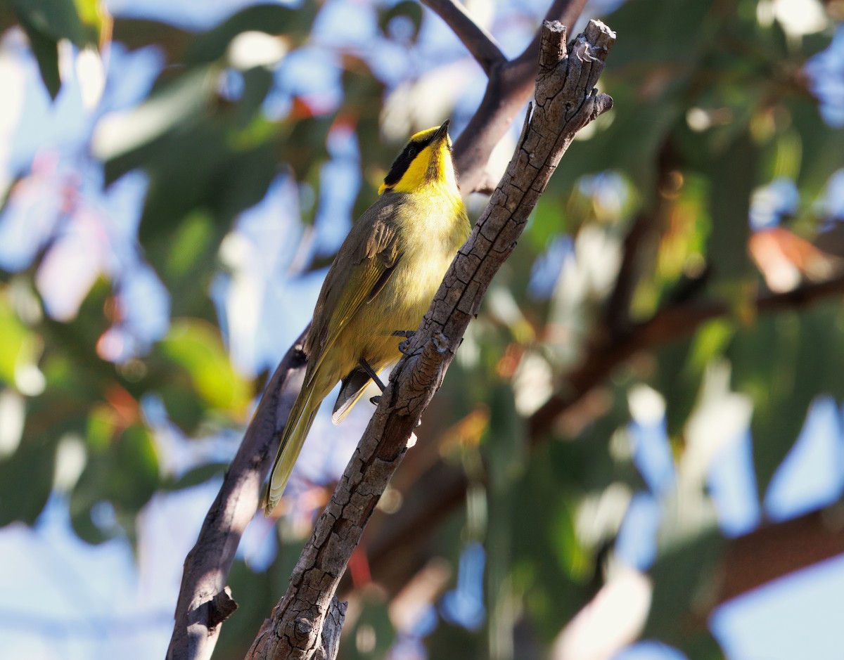 Yellow-tufted Honeyeater - ML637580683