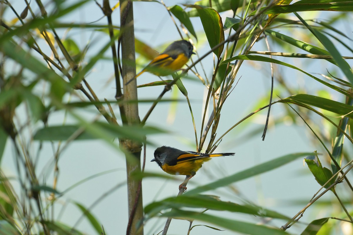 Golden-breasted Fulvetta - ML637580684