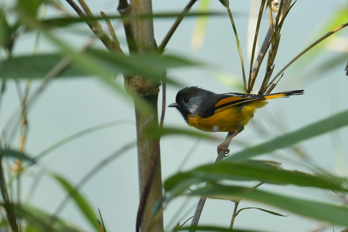 Golden-breasted Fulvetta - ML637580686