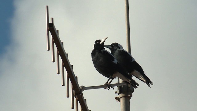 Australian Magpie - ML637580688