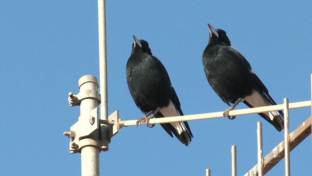 Australian Magpie - ML637580689