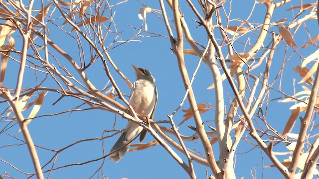 Yellow-throated Miner - ML637580724