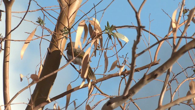 Yellow-throated Miner - ML637580726