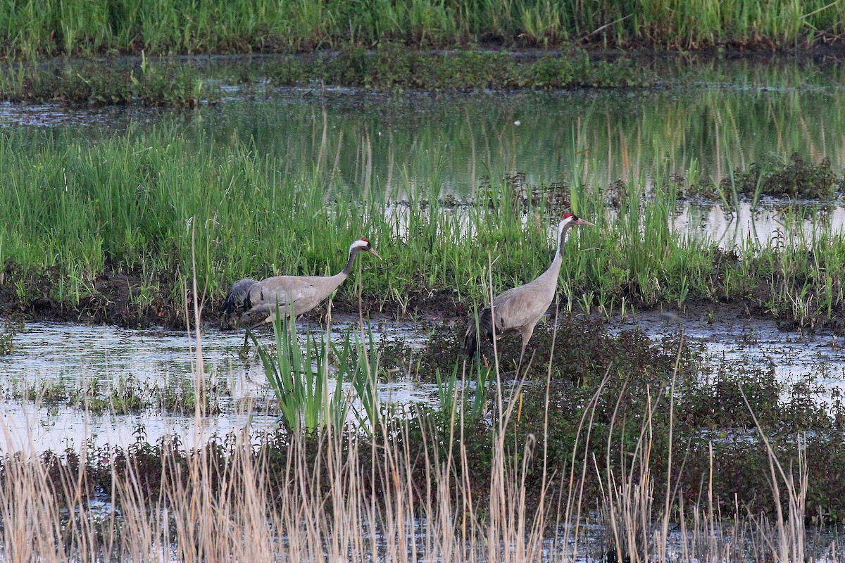 Common Crane - ML637580731