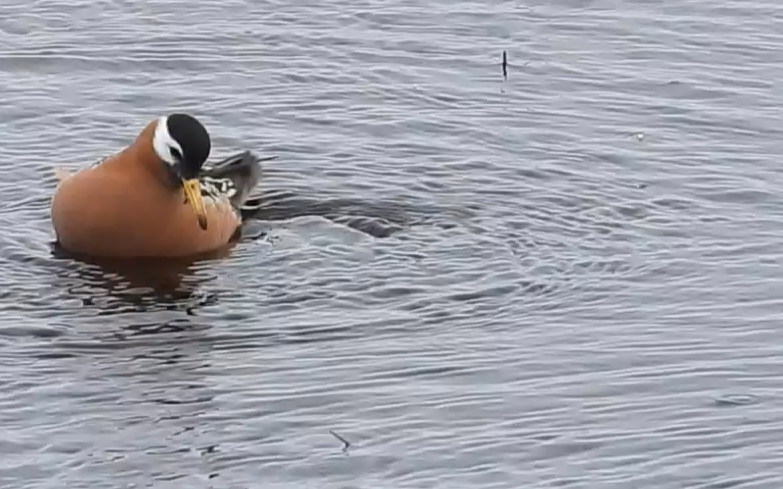 Red Phalarope - ML637580738