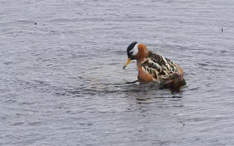 Red Phalarope - ML637580739
