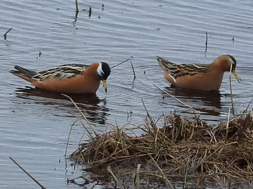 Red Phalarope - ML637580740