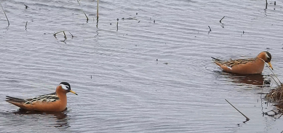 Red Phalarope - ML637580741