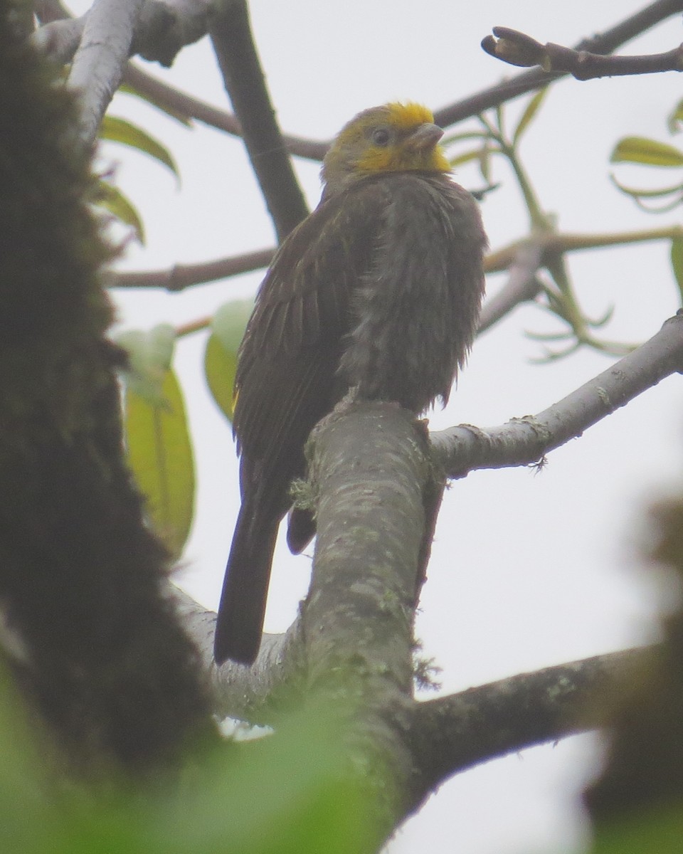 Yellow-rumped Honeyguide - ML637580773