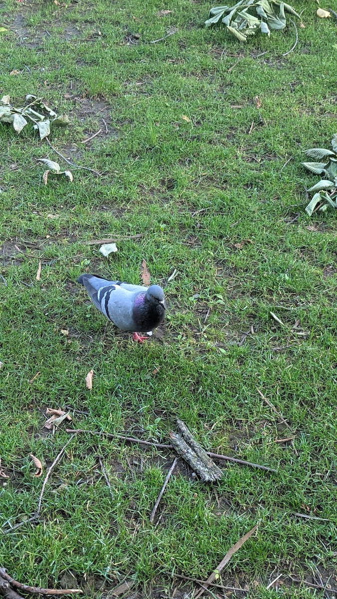 Rock Pigeon (Feral Pigeon) - ML637580785