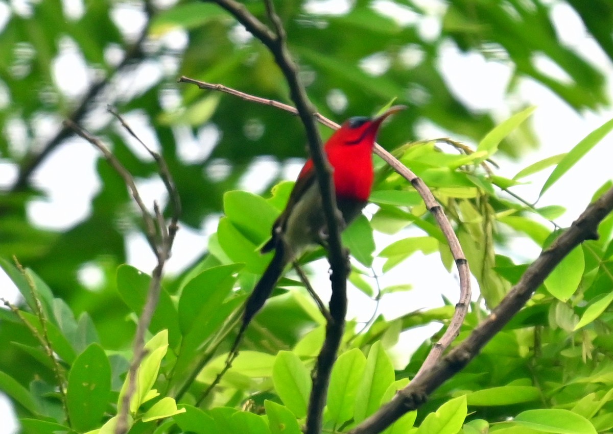 Crimson Sunbird - ML637580786
