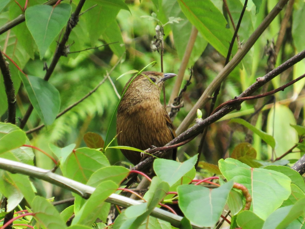 Bhutan Laughingthrush - ML637580787