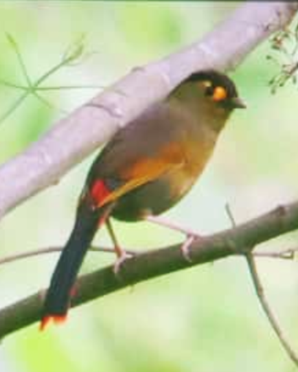 Bugun Liocichla - ML637580791