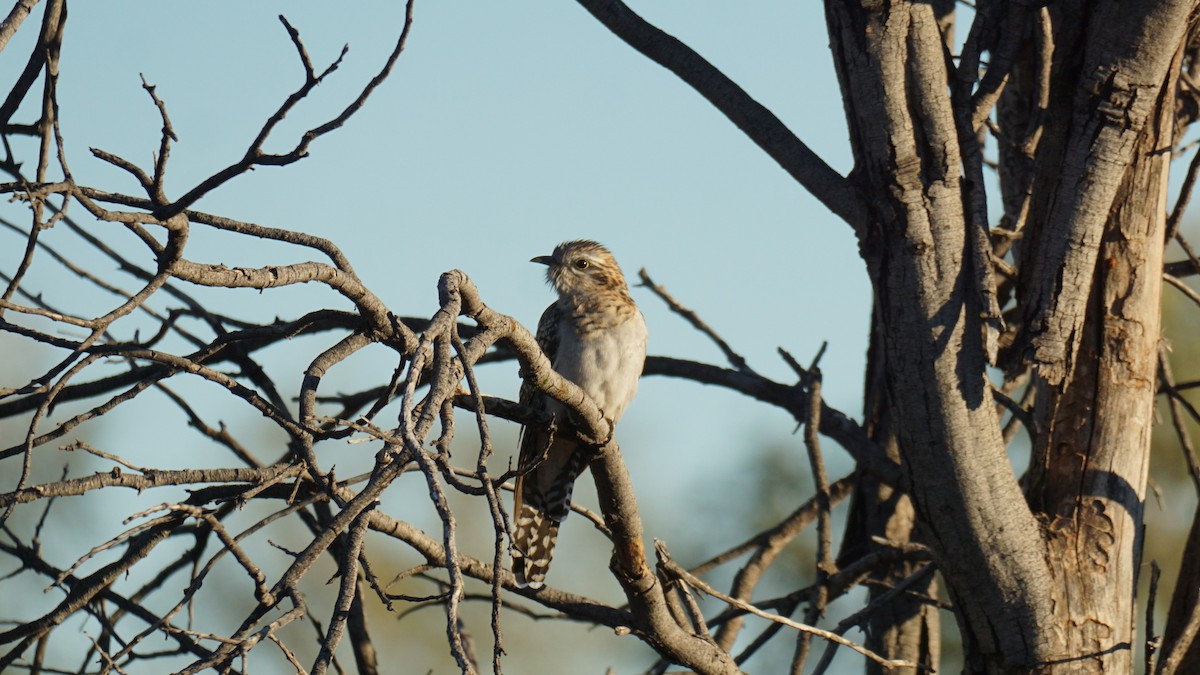 Pallid Cuckoo - ML637580801