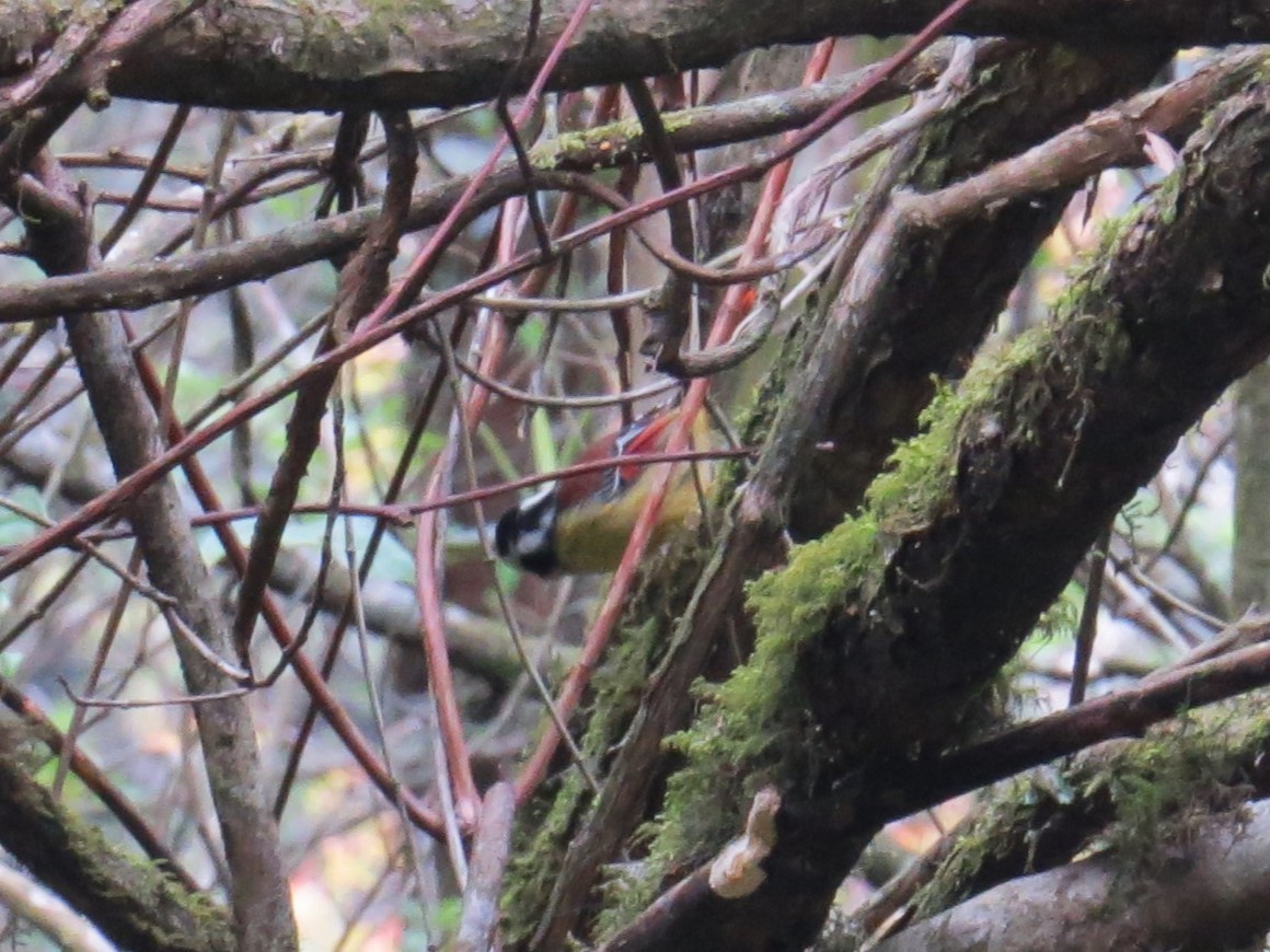 Red-tailed Minla - ML637580851