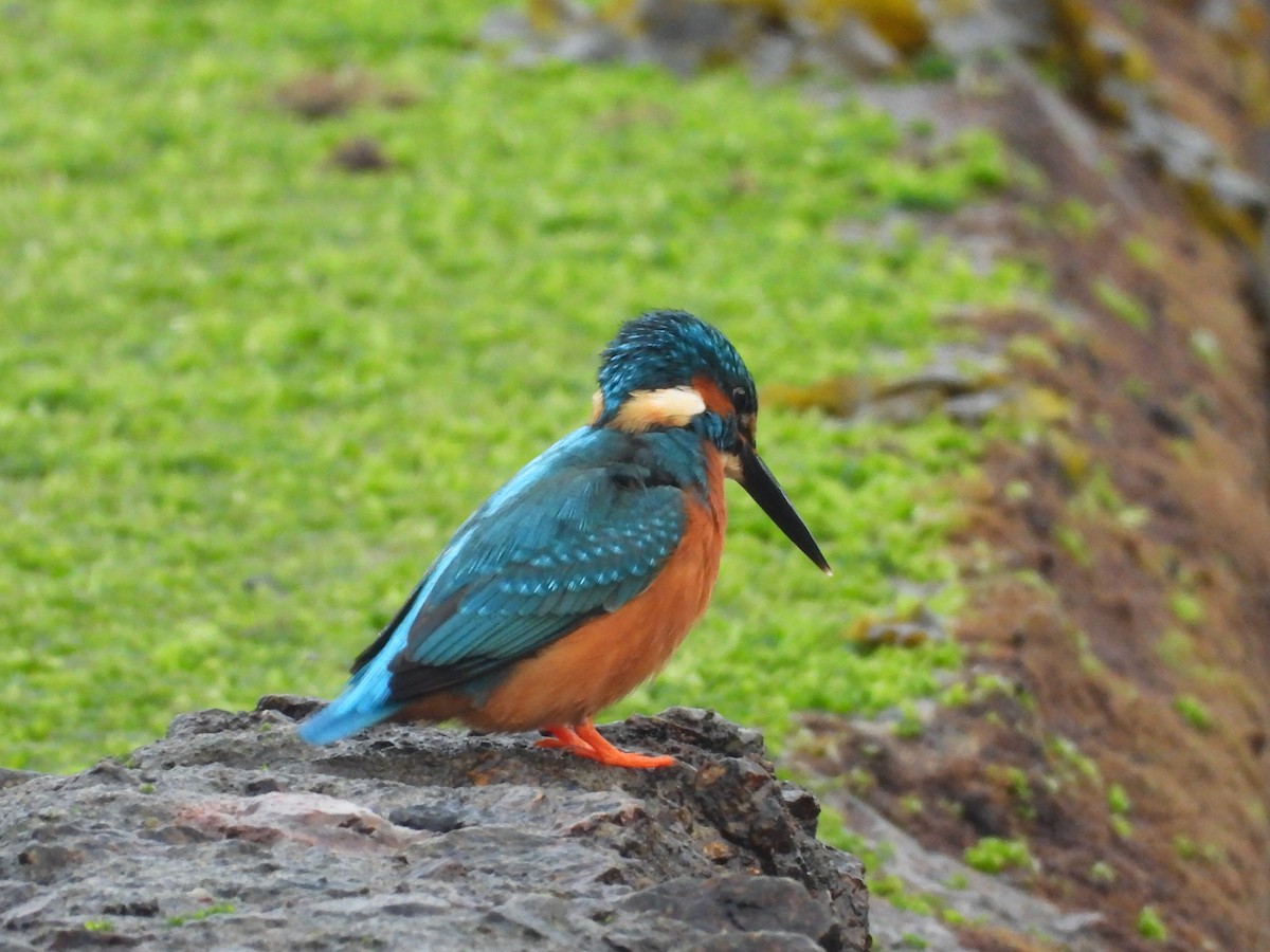 Martin-pêcheur d'Europe - ML637580870
