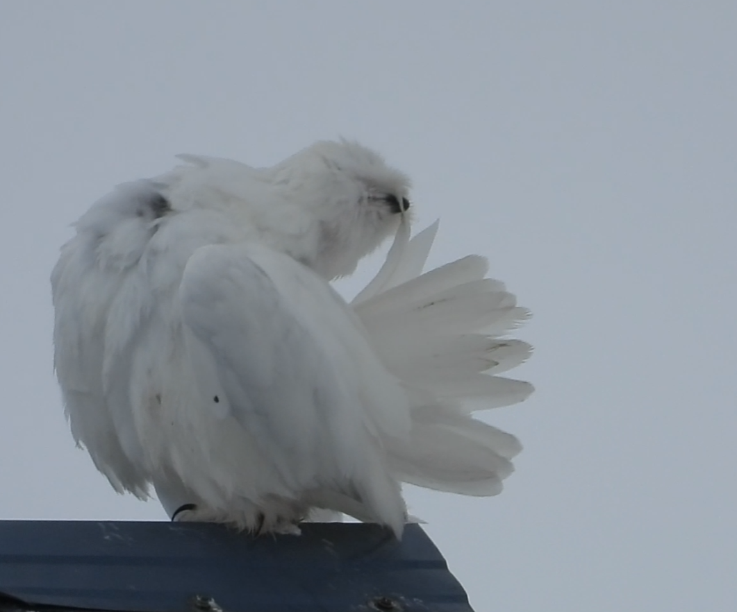 Snowy Owl - ML637580905