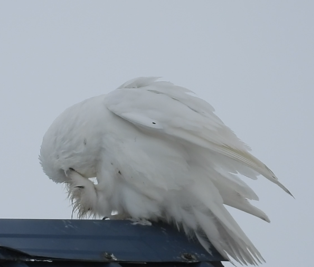 Snowy Owl - ML637580906