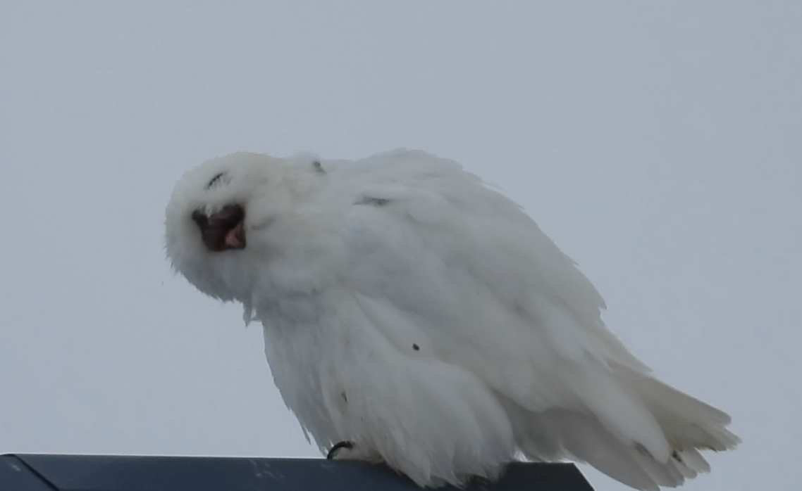 Snowy Owl - ML637580907
