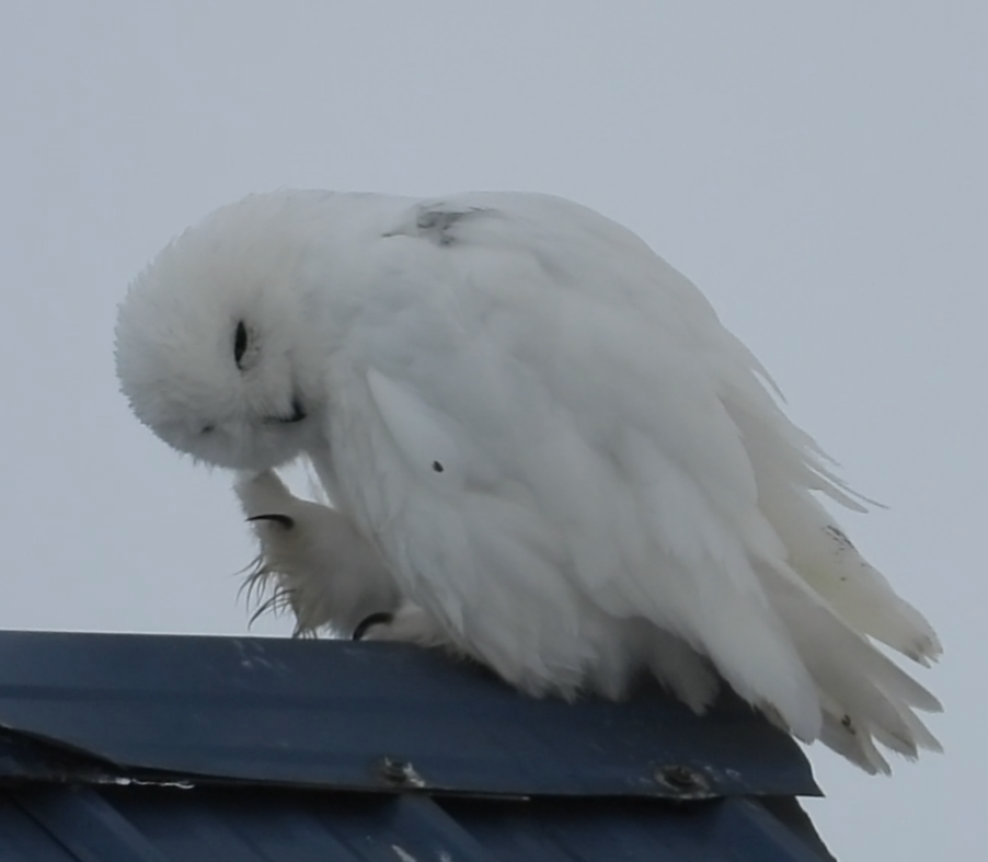 Snowy Owl - ML637580909