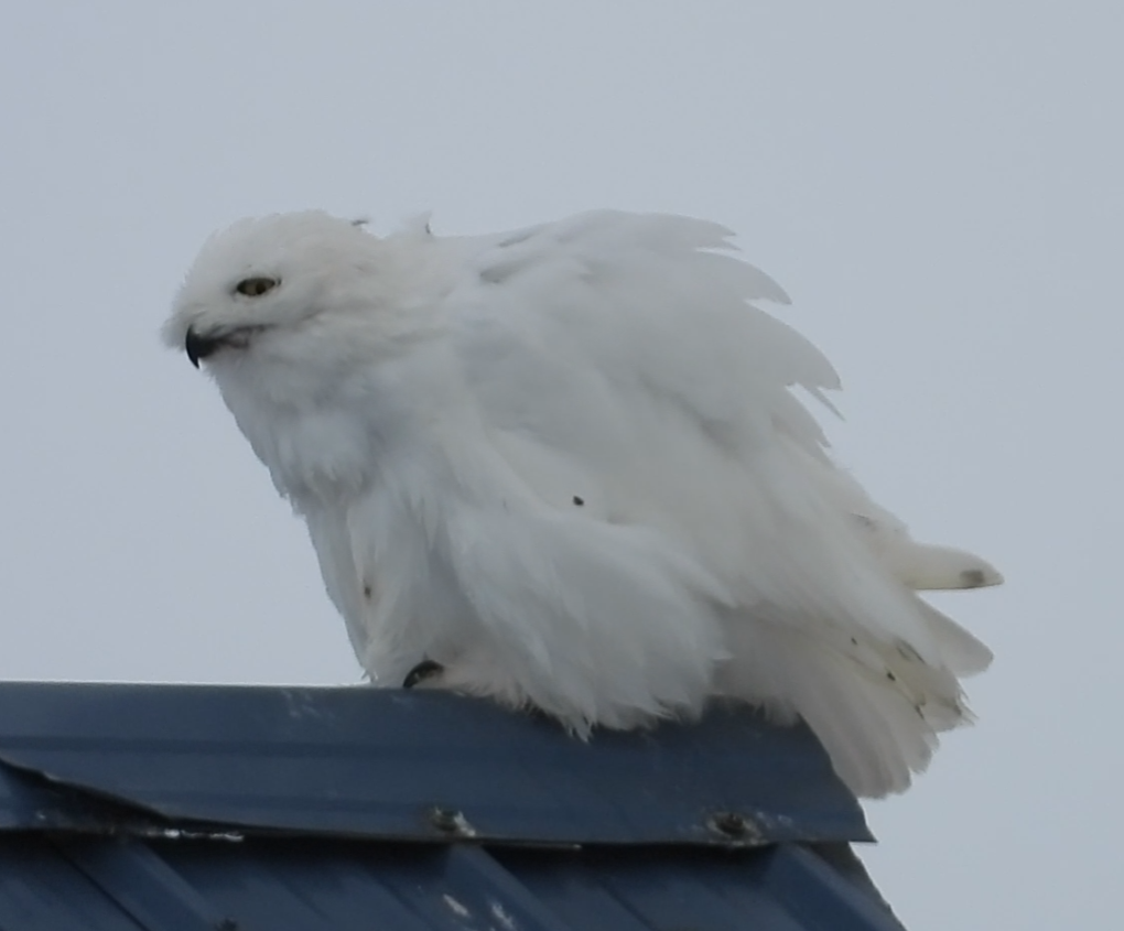 Snowy Owl - ML637580910