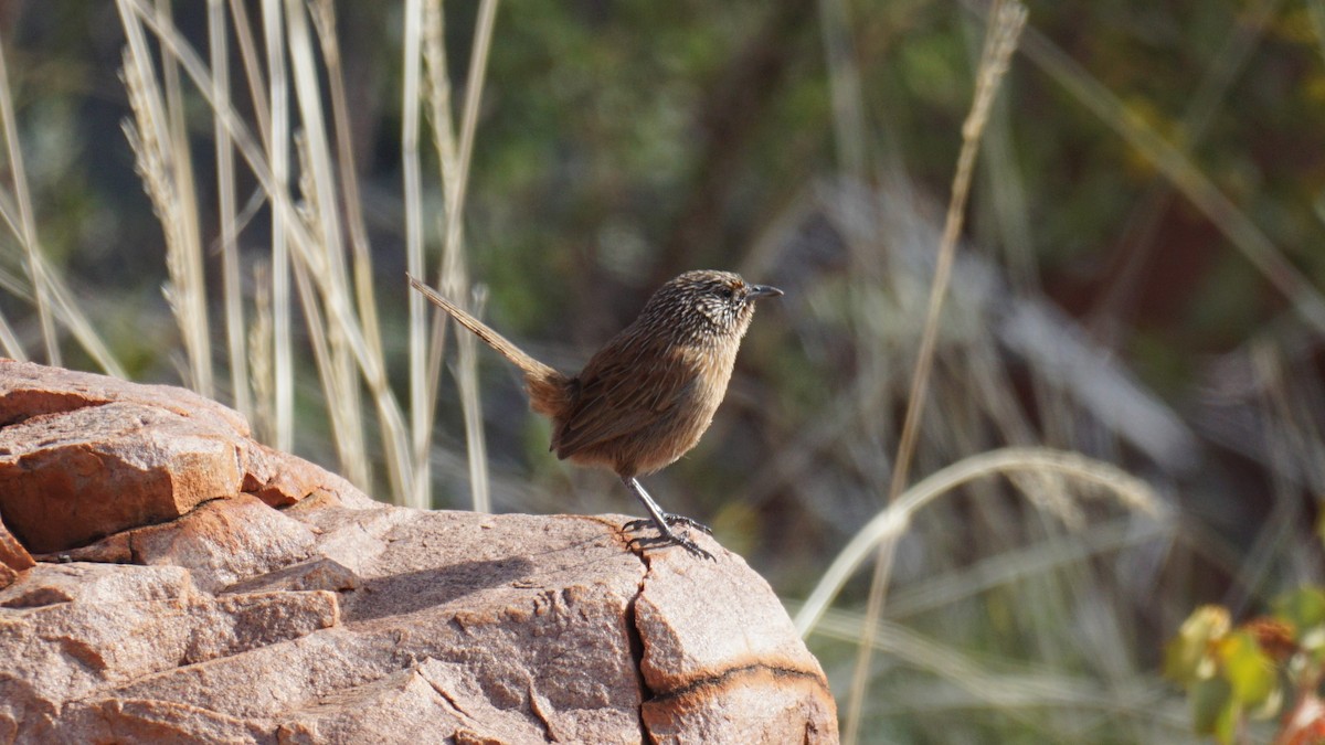 Dusky Grasswren - ML637580924