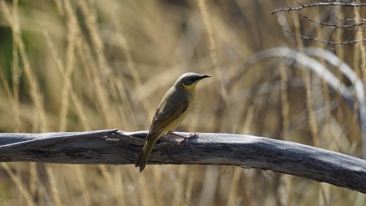 Gray-headed Honeyeater - ML637580927