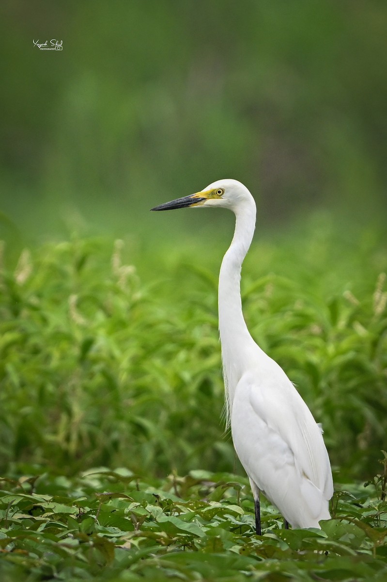 Medium Egret - ML637580945