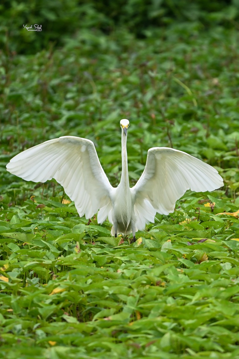 Medium Egret - ML637580951